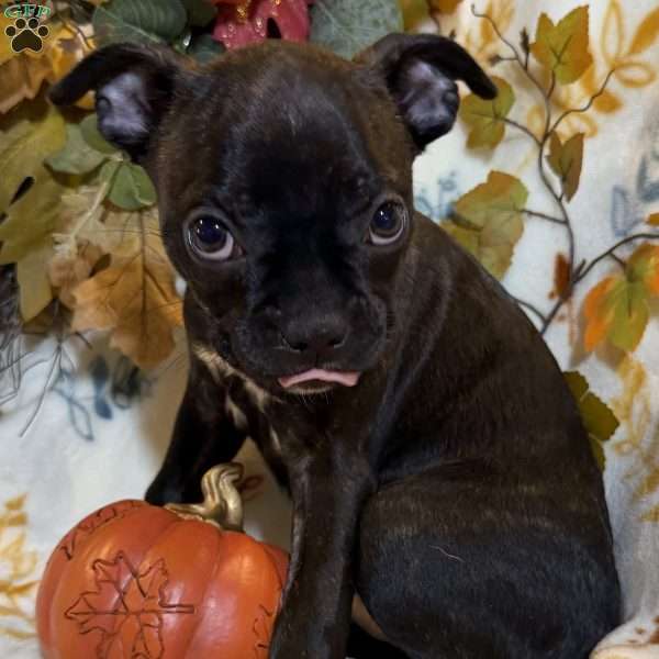 Ranger, Boston Terrier Puppy