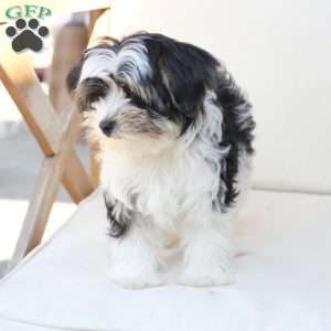 Maverick, Yorkie Puppy