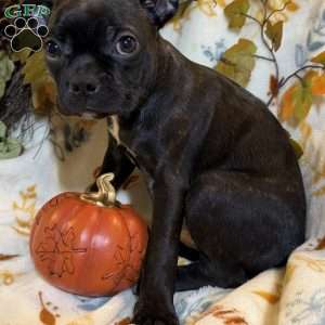 Ranger, Boston Terrier Puppy