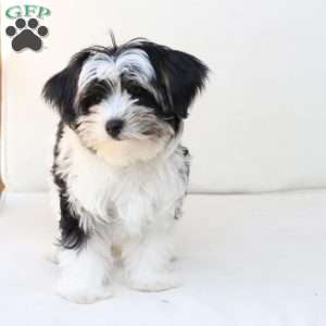 Maverick, Yorkie Puppy