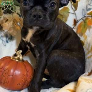 Ranger, Boston Terrier Puppy