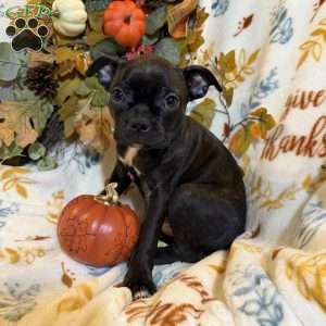 Ranger, Boston Terrier Puppy