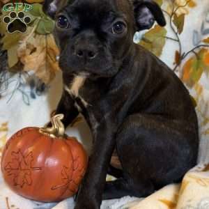 Ranger, Boston Terrier Puppy