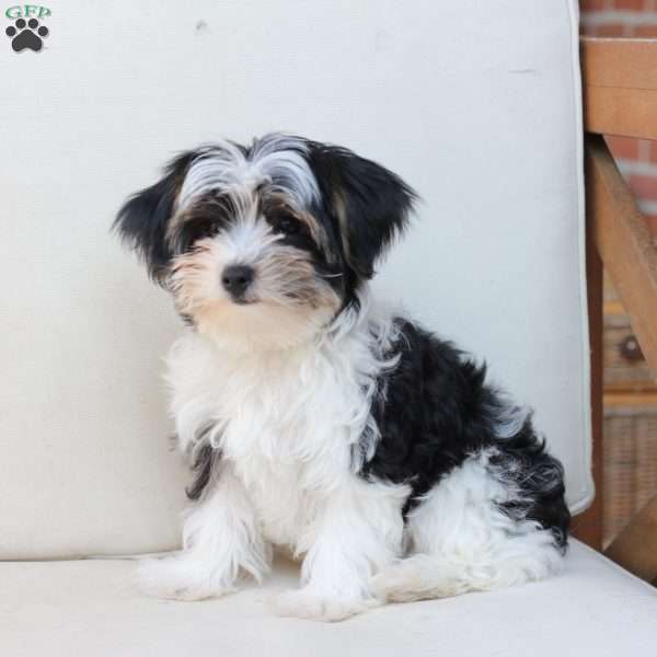 Maverick, Yorkie Puppy