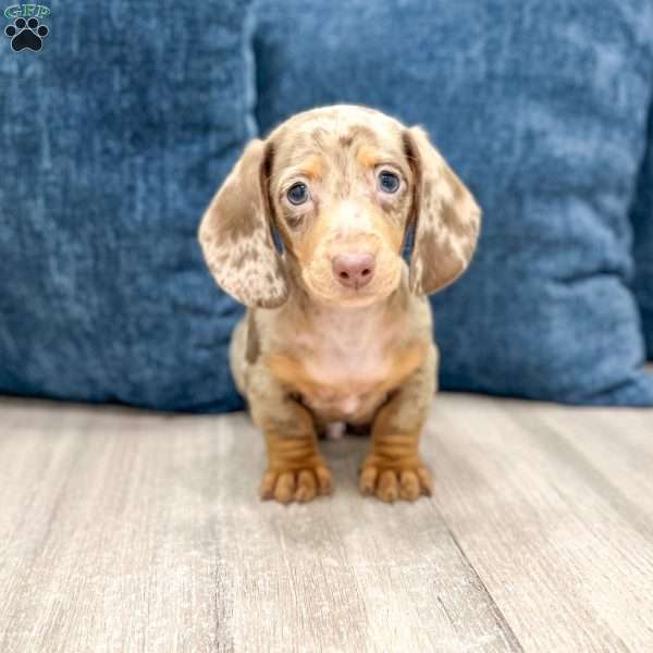 Marco, Dachshund Puppy