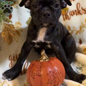 Ranger, Boston Terrier Puppy