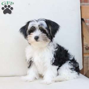 Maverick, Yorkie Puppy