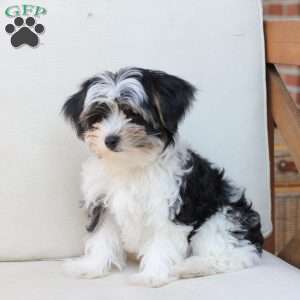 Maverick, Yorkie Puppy