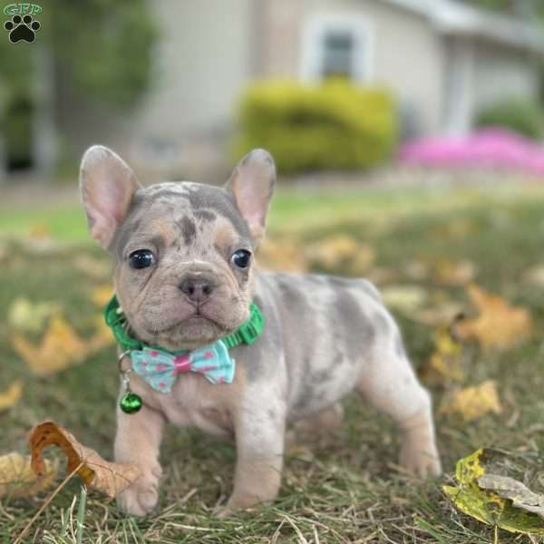 Bella, French Bulldog Puppy