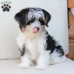 Maverick, Yorkie Puppy