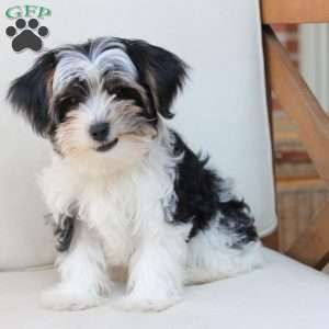 Maverick, Yorkie Puppy