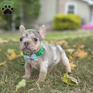 Bella, French Bulldog Puppy