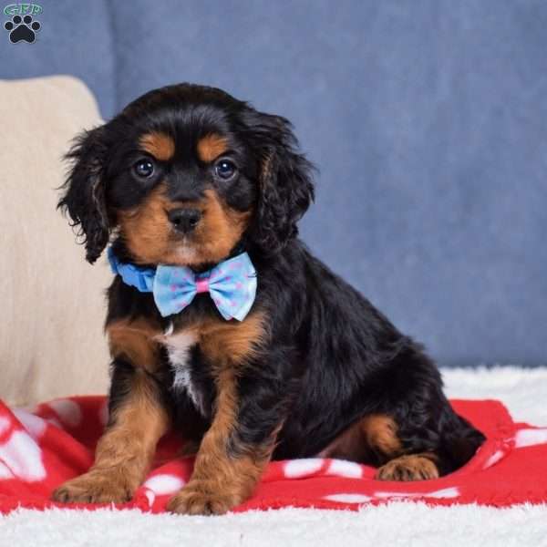Freddie, Cavapoo Puppy