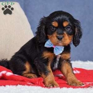 Freddie, Cavapoo Puppy