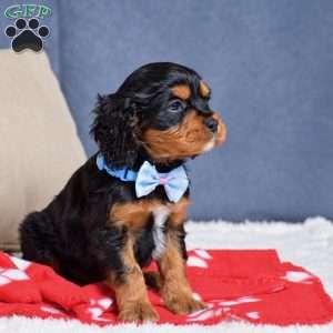 Freddie, Cavapoo Puppy