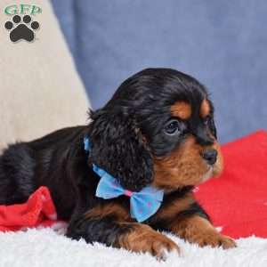 Freddie, Cavapoo Puppy