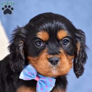 Freddie, Cavapoo Puppy