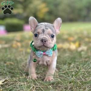 Bella, French Bulldog Puppy