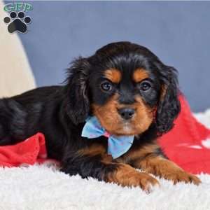 Freddie, Cavapoo Puppy