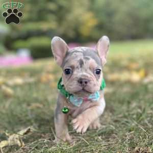 Bella, French Bulldog Puppy