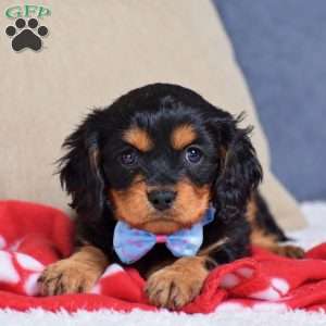 Fabian, Cavapoo Puppy