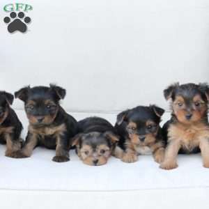 Willow, Yorkie Puppy