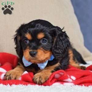 Fabian, Cavapoo Puppy