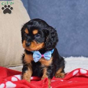 Fabian, Cavapoo Puppy