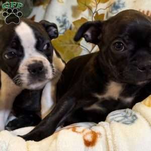 Brindlee, Boston Terrier Puppy