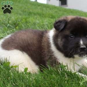 AKC Bella, Akita Puppy