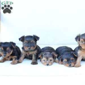Jake, Yorkie Puppy
