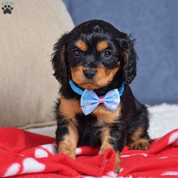 Fabian, Cavapoo Puppy
