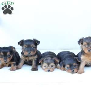 Willow, Yorkie Puppy