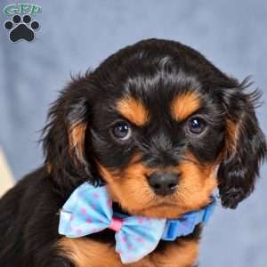 Fabian, Cavapoo Puppy