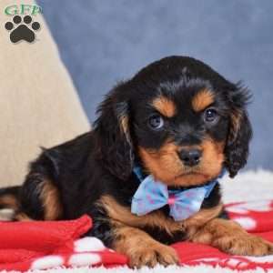 Fabian, Cavapoo Puppy