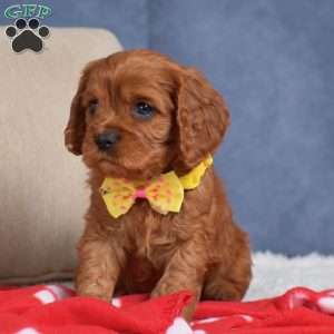 Fiona, Cavapoo Puppy