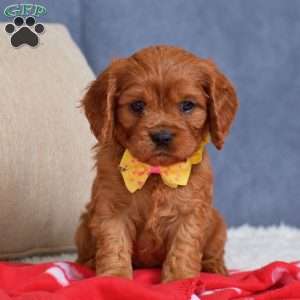 Fiona, Cavapoo Puppy