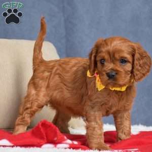 Fiona, Cavapoo Puppy