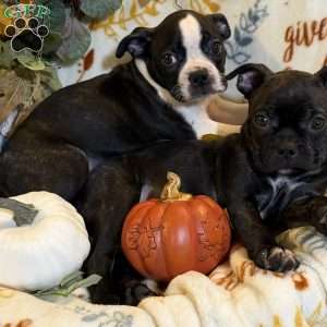 Ranger, Boston Terrier Puppy