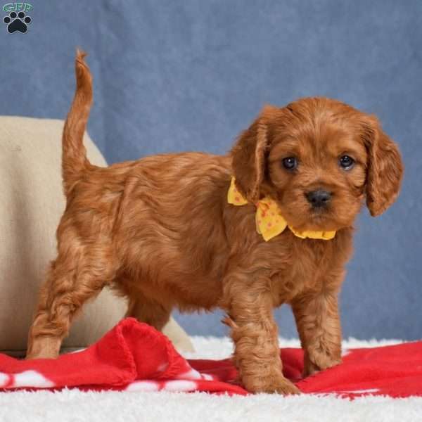 Fiona, Cavapoo Puppy
