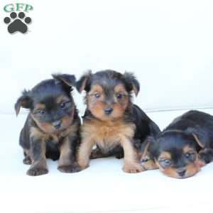 Jasper, Yorkie Puppy