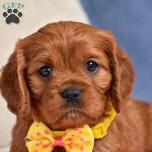 Fiona, Cavapoo Puppy