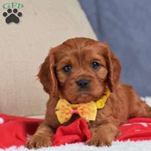 Fiona, Cavapoo Puppy