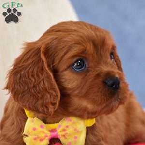 Fiona, Cavapoo Puppy