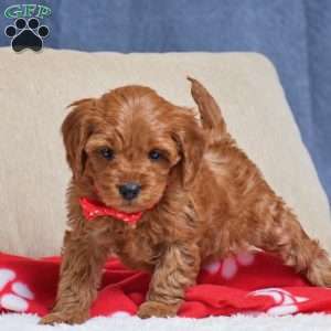 Faith, Cavapoo Puppy