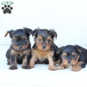Jake, Yorkie Puppy