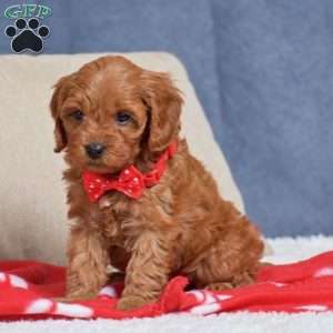 Faith, Cavapoo Puppy