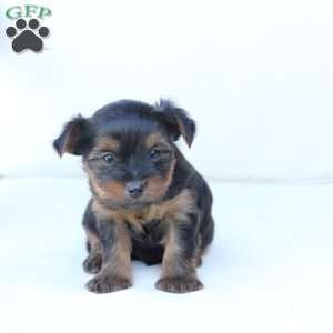 Jake, Yorkie Puppy