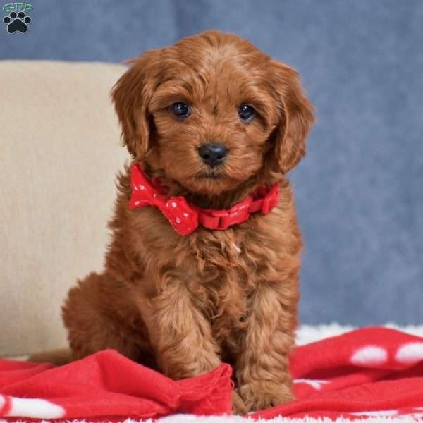 Faith, Cavapoo Puppy