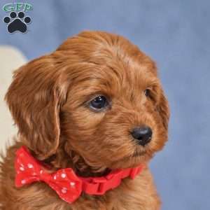 Faith, Cavapoo Puppy